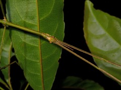 Phobaeticus serratipes