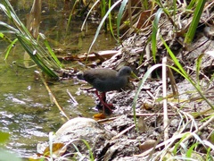 Pardirallus nigricans