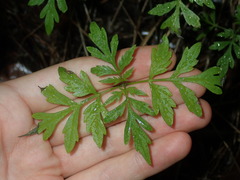 Bidens subalternans