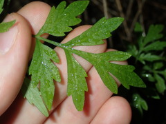 Bidens subalternans