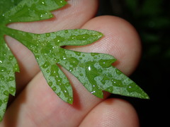 Bidens subalternans
