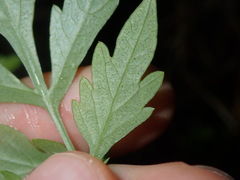 Bidens subalternans