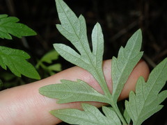 Bidens subalternans