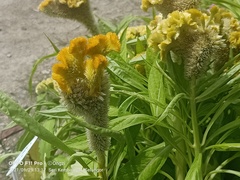 Celosia argentea plumosa