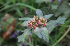 Euphorbia heterophylla image