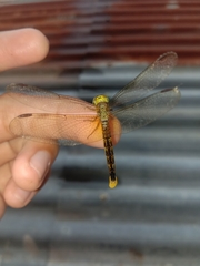 Neurothemis fluctuans