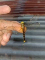 Neurothemis fluctuans