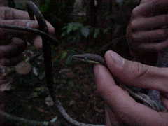 Oxybelis potosiensis