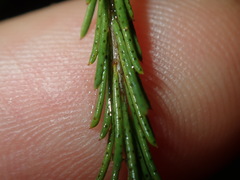 Melaleuca diosmatifolia