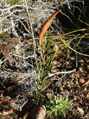 Aspidoglossum heterophyllum