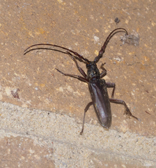 Pachydissus