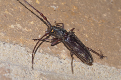 Pachydissus
