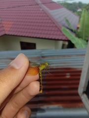 Neurothemis fluctuans