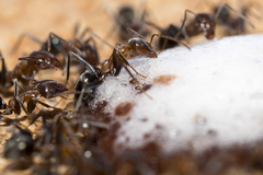 Iridomyrmex brunneus