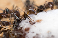 Iridomyrmex brunneus