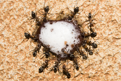Iridomyrmex brunneus