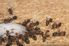 Iridomyrmex brunneus