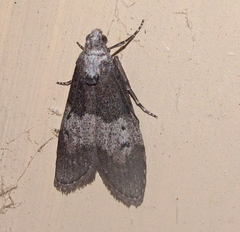 Aphomia baryptera