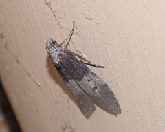 Aphomia baryptera