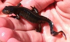 Ichthyosaura alpestris alpestris