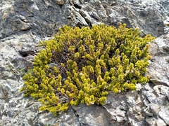 Veronica buchananii