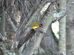 Basileuterus delattrii