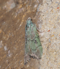 Heteromicta tripartitella