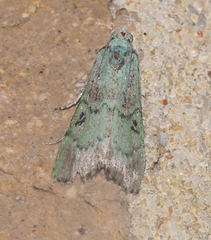 Heteromicta tripartitella