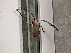 Rhipidocerus australasiae