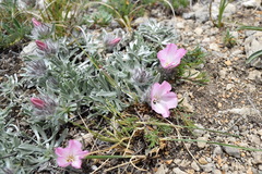 Convolvulus calvertii calvertii