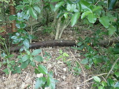 Dysoxylum spectabile