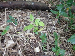 Dysoxylum spectabile