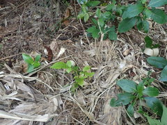 Dysoxylum spectabile