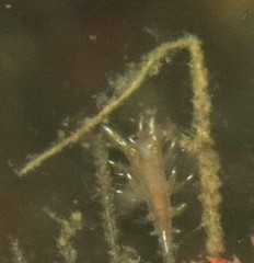Dendronotus robilliardi