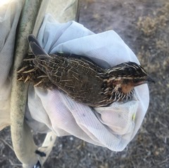 Coturnix pectoralis