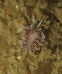 Zelentia nepunicea