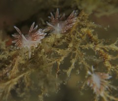 Zelentia nepunicea