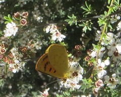 Lycaena 'canterbury common copper'