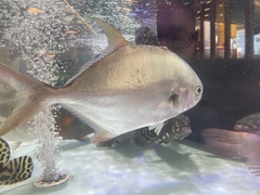 Trachinotus