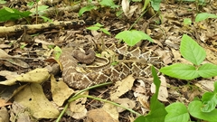 Crotalus mictlantecuhtli