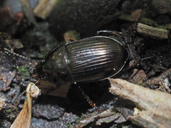 Amara lunicollis