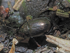 Amara lunicollis