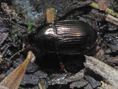 Amara lunicollis