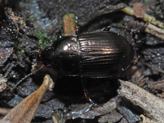 Amara lunicollis