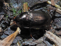 Amara lunicollis