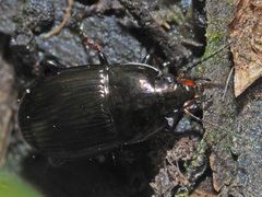 Amara lunicollis