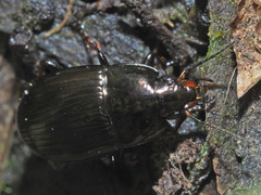 Amara lunicollis
