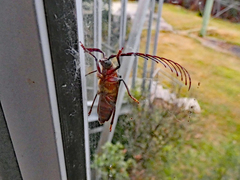 Rhipidocerus australasiae