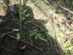 Blechnum novae-zelandiae