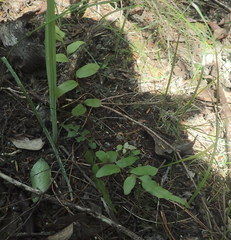 Blechnum novae-zelandiae